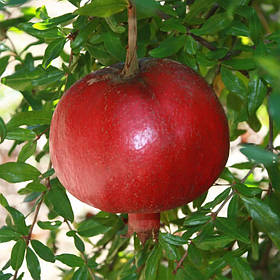 Гранат Велес