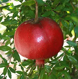 Гранат Херсонський