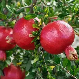 Гранат Маліссі