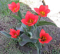 Цибулини тюльпанів Грейга