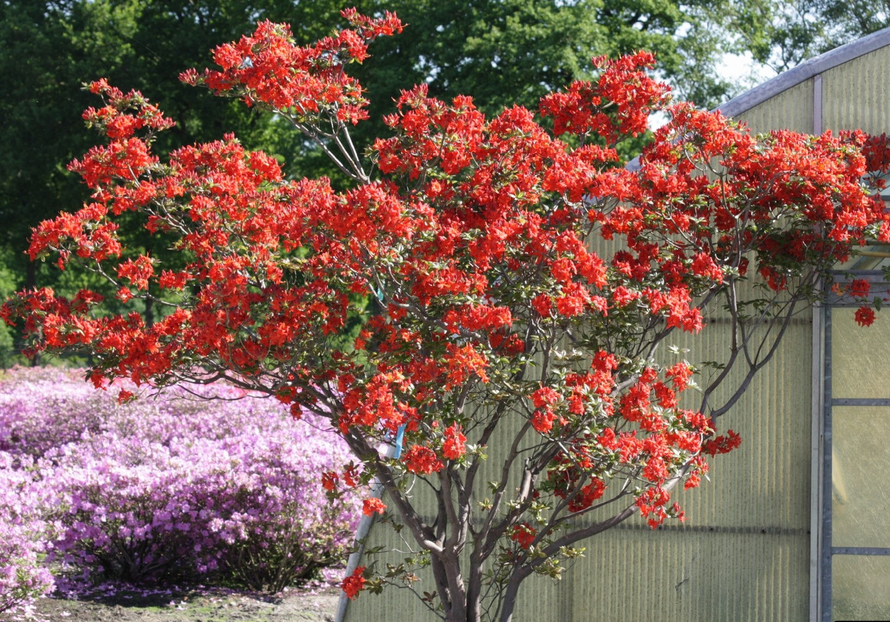 Рододендрон листопадний Fireball 0.8-1.2м 6-7 річний з КВІТАМИ, Рододендрон листопадный Фаэрболл, Rhododendron