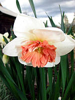 Цибулинна рослина Нарцис корончатий Pink Pride