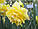 Нарцис махровий Dick Wilden цибулина (1 шт.), фото 3