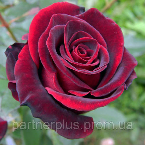 Купить Роза чайно-гибридная Черный Принц (Black Prince), цена 150 ...