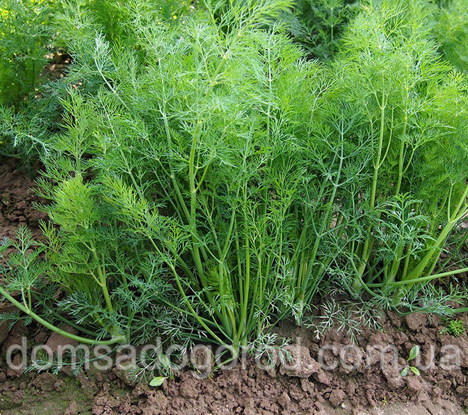 Кріп МОРАВАН Moravoseed. 100 грам