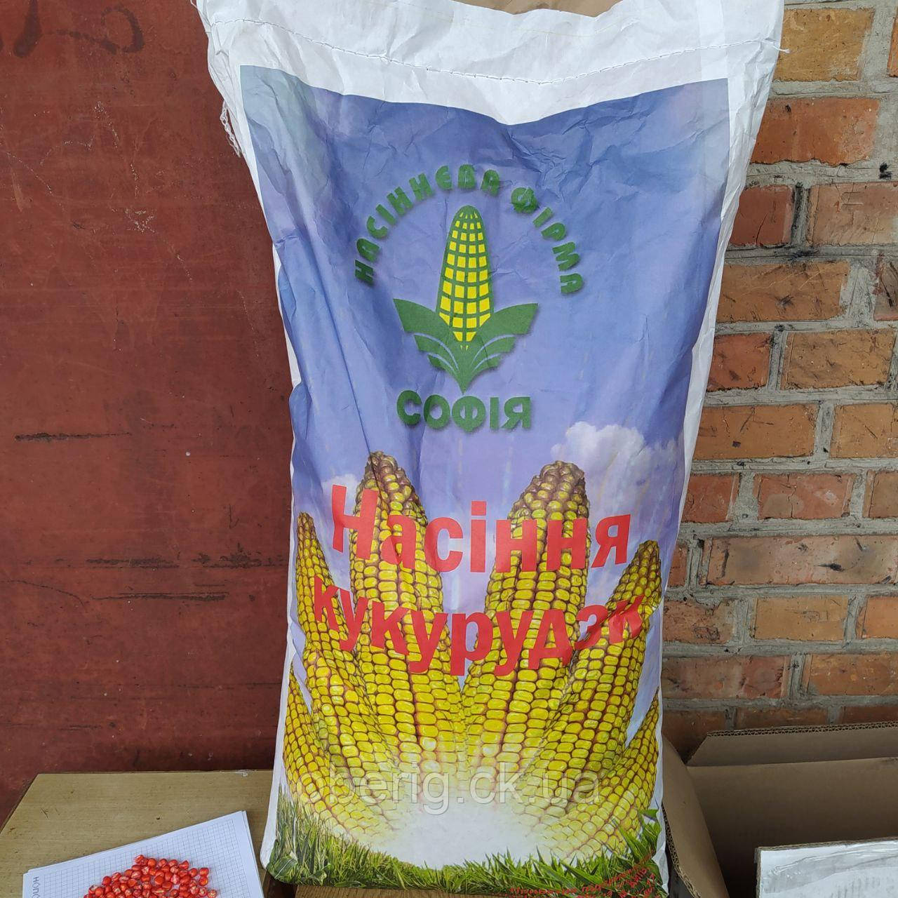 Насіння кукурудзи Голосіївський ФАО 310, 25 кг