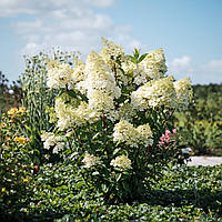 Гортензія волотиста Магічні Анди / Hydrangea paniculata Magical Andes, 3річна