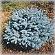 Ялина колюча Глаука Глобоза (Glauca Globosa), фото 2
