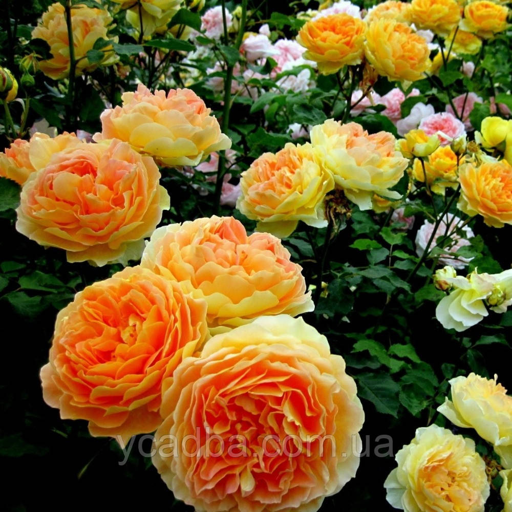 Троянда флорибунда Інка, фото 1