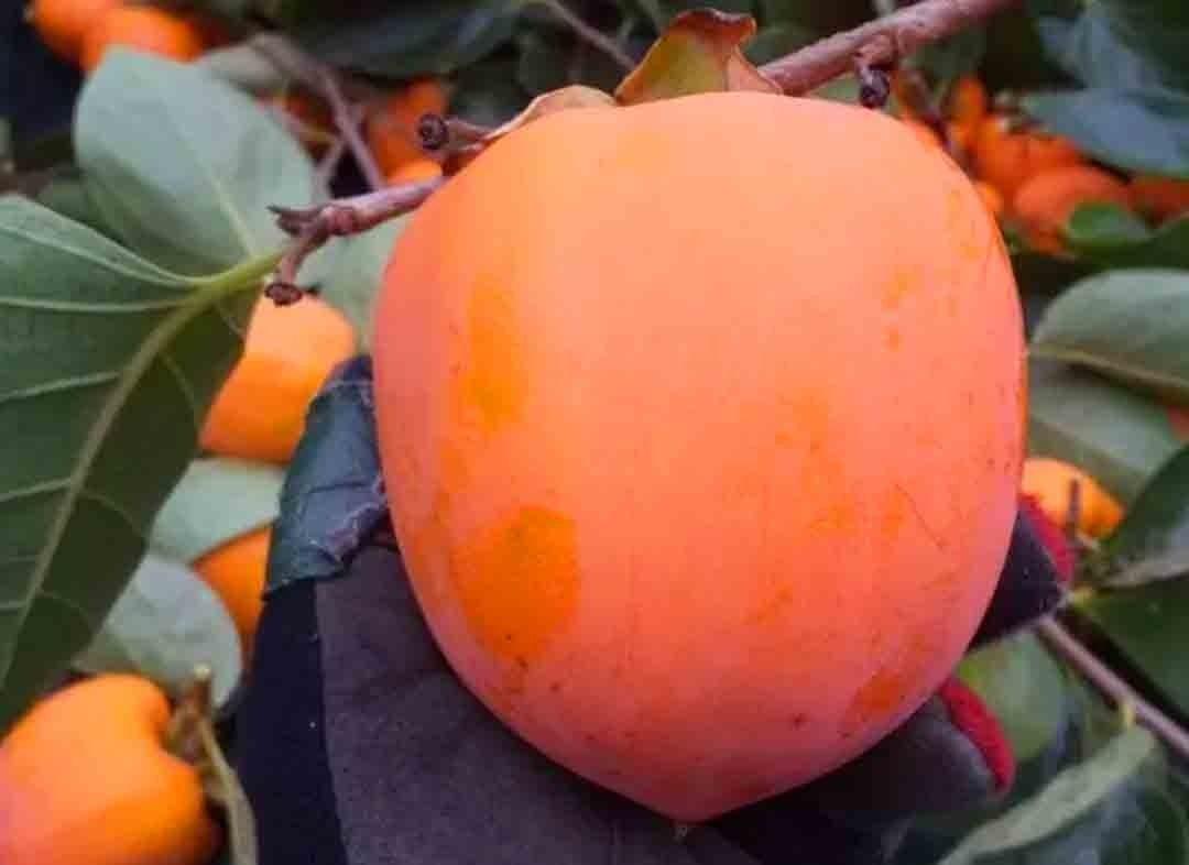 Хурма Гігант