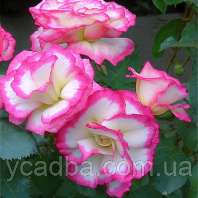 Троянда флорибунда Карманьоль, фото 1