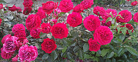 Троянда Колосаль Меян (Colossal Meidiland) Шраб, фото 3