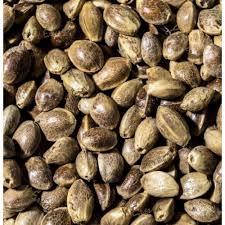 Купить Семена конопли весовые, цена 18 грн — Prom.ua (ID#1780692758)