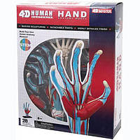 Об'ємна модель 4D Master Рука людини FM-626009