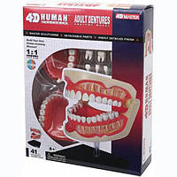 Объемная модель 4D Master Зубной ряд человека FM-626015