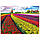 Пазл Поле тюльпанів в Нідерландах, 1000 елементів Eurographics 6000-3004, фото 2