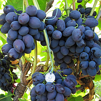 Саженцы винограда «Каталония» - 2-летний