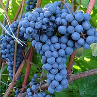 Саженцы винограда «Красень» - 2-летний