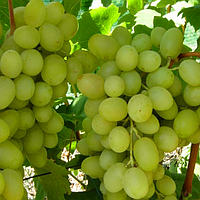 Саженцы винограда «Ландыш» - 2-летний