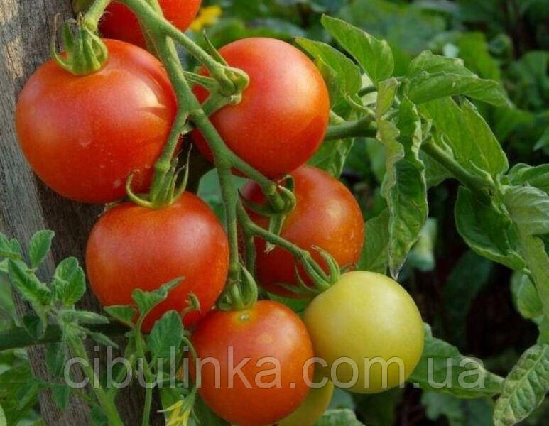 Насіння Томат Яблунька (високорослий) 20 шт, фото 1