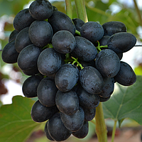 Саджанці винограду «Шарада» - 2-річний