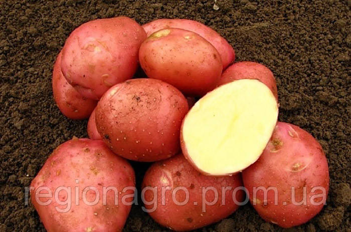 Семенной картофель Белла Роса, Германия, 1 репродукция - фото 2 - id-p1781790198