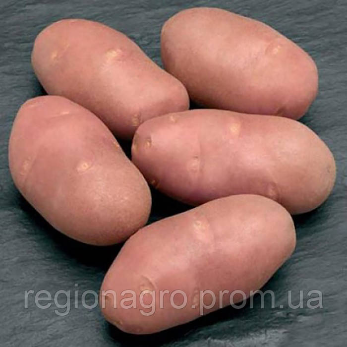 Семенной картофель Ред Скарлет, Голландия, 1 репродукция - фото 2 - id-p1781803837