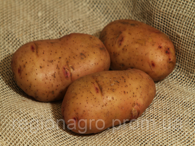 Семенной картофель Тирас, Голландия, Элита - фото 2 - id-p1781805826