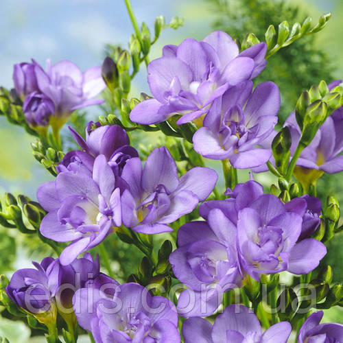 Фрезія махрова Lavander 5 цибулин