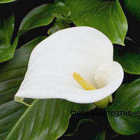 Калла Эфиопская, Zantedeschia aethiopica