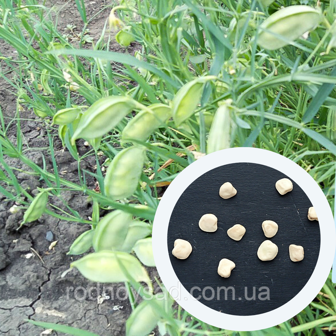 Чіна насіння 20 грамів (прибл. 70 шт) (Lathyrus sativus) горох індійський плаский горошок