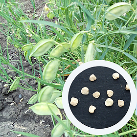 Чіна насіння 20 грамів (прибл. 70 шт) (Lathyrus sativus) горох індійський плаский горошок