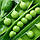 Скінадо насіння гороху (Syngenta) 20 шт, фото 2