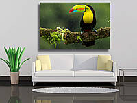 Картина на холсте "Птица-Тукан, Коста Рика"