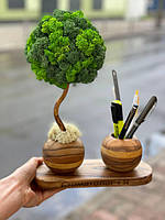 Органайзер шар с деревом со стабилизированным мхом Деревянный органайзер для канцелярии