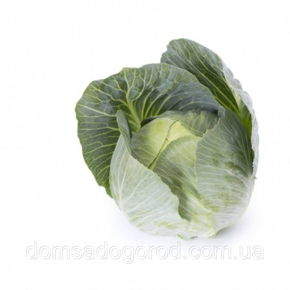 Капуста ФЛЕКСІМА F1 | FLEXIMA F1 Rijk Zwaan (покращене насіння ) 2500 шт