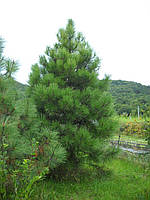 Сосна Джеффри (Pinus jeffreyi) 2л горшок