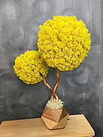 Декоративне дерево зі стабілізованого моху 50 см. Декор для дому офісу Оригінальний корпоративний подарунок