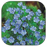 Льон багаторічний (семена) Синій Насіння 1 гшт. Florium