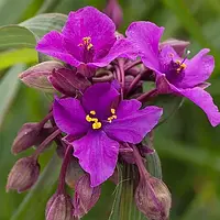 Традесканция Concord Grape Виргинская Фиолетовый Саженцы 1шт. Florium