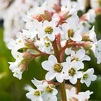 Бергения Bressingham White Белый, бежевый, кремовый Саженцы 1шт. Florium