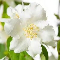 Чубушник Dame Blanche Венечный Белый, бежевый, кремовый Саженцы 1шт. Florium