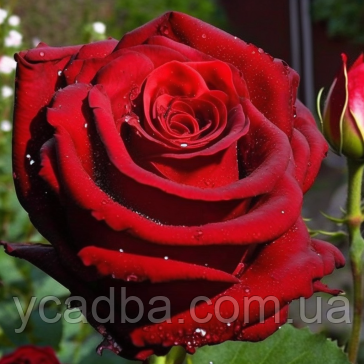 Троянда чайно-гібридна Експлорер (тубус), фото 1
