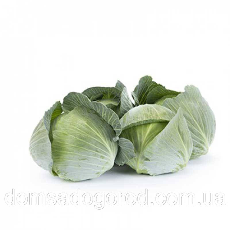 Капуста ДУЛСІМА F1 | DULSIMA F1 Rijk Zwaan 2500 шт