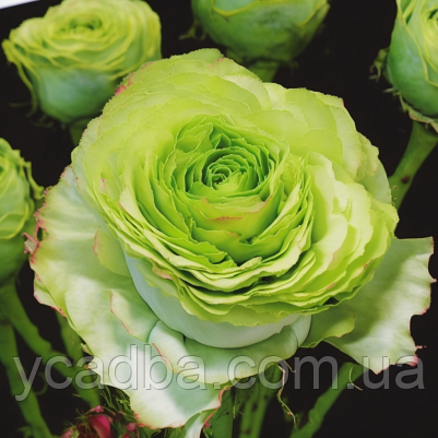 Троянда чайно-гібридна Лимонад, фото 1