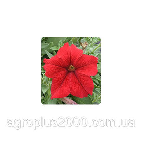 Насіння Петунія грандифлора Віртуоз F1 Червона Red 500 драже Kitano Seeds
