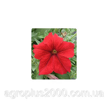 Насіння Петунія грандифлора Віртуоз F1 Червона Red 1000 драже Kitano Seeds, фото 1