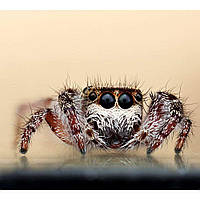 Макролінза GreenL Close-up +4 58 мм, фото 4