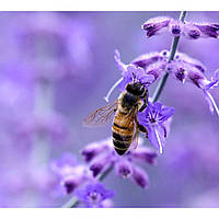 Макролінза GreenL Close-up +4 58 мм, фото 3