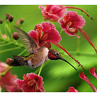 Макролінза GreenL Close-up +4 58 мм, фото 2